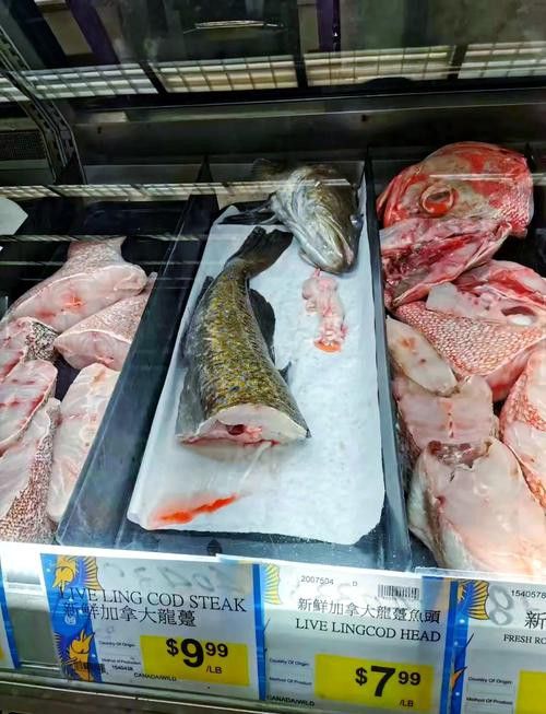 最大龍魚圖片高清