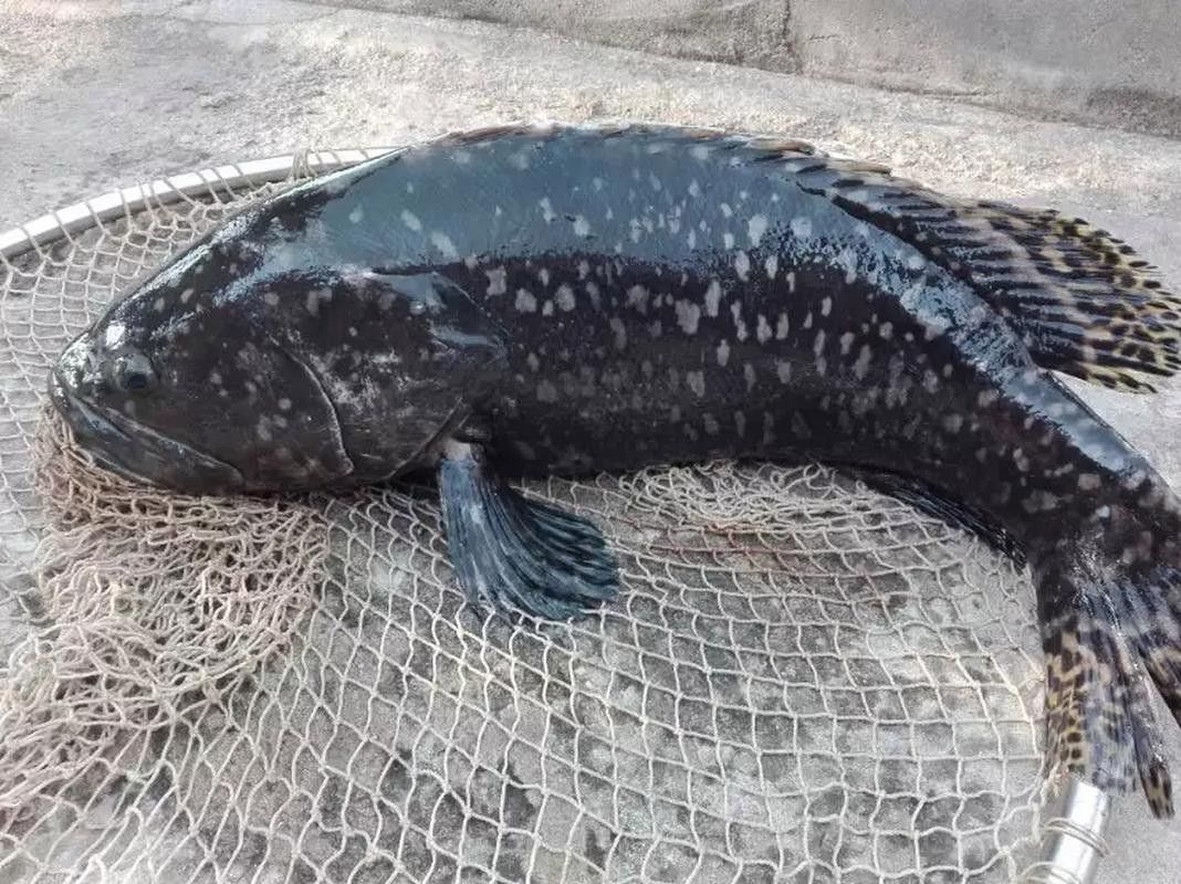 最大龍魚圖片高清