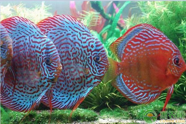 金龍魚霸王龍打架百科：霸王金金龍魚，水中霸主的傳奇與魅力