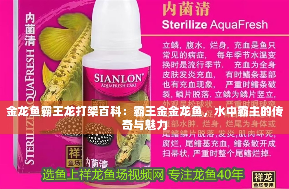 金龍魚霸王龍打架百科：霸王金金龍魚，水中霸主的傳奇與魅力