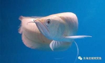 雪龍魚批發價地區差異分析：雪龍魚在不同地區批發價差異有助于養殖戶和商家制定更合適的銷售策略