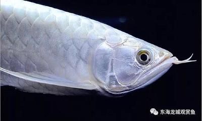 雪龍魚批發價地區差異分析：雪龍魚在不同地區批發價差異有助于養殖戶和商家制定更合適的銷售策略
