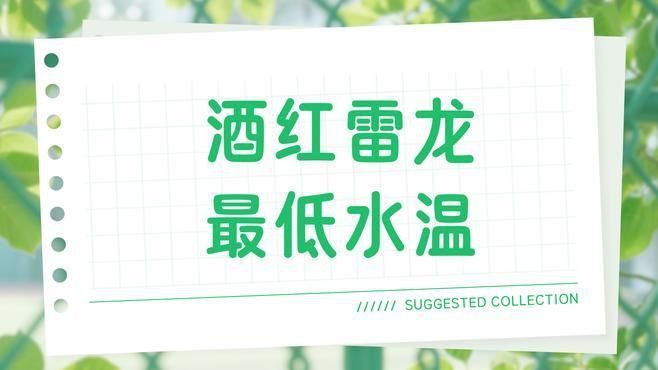 酒紅雷龍需要加熱棒嗎