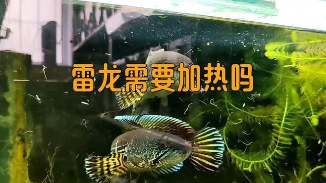 酒紅雷龍需要加熱棒嗎