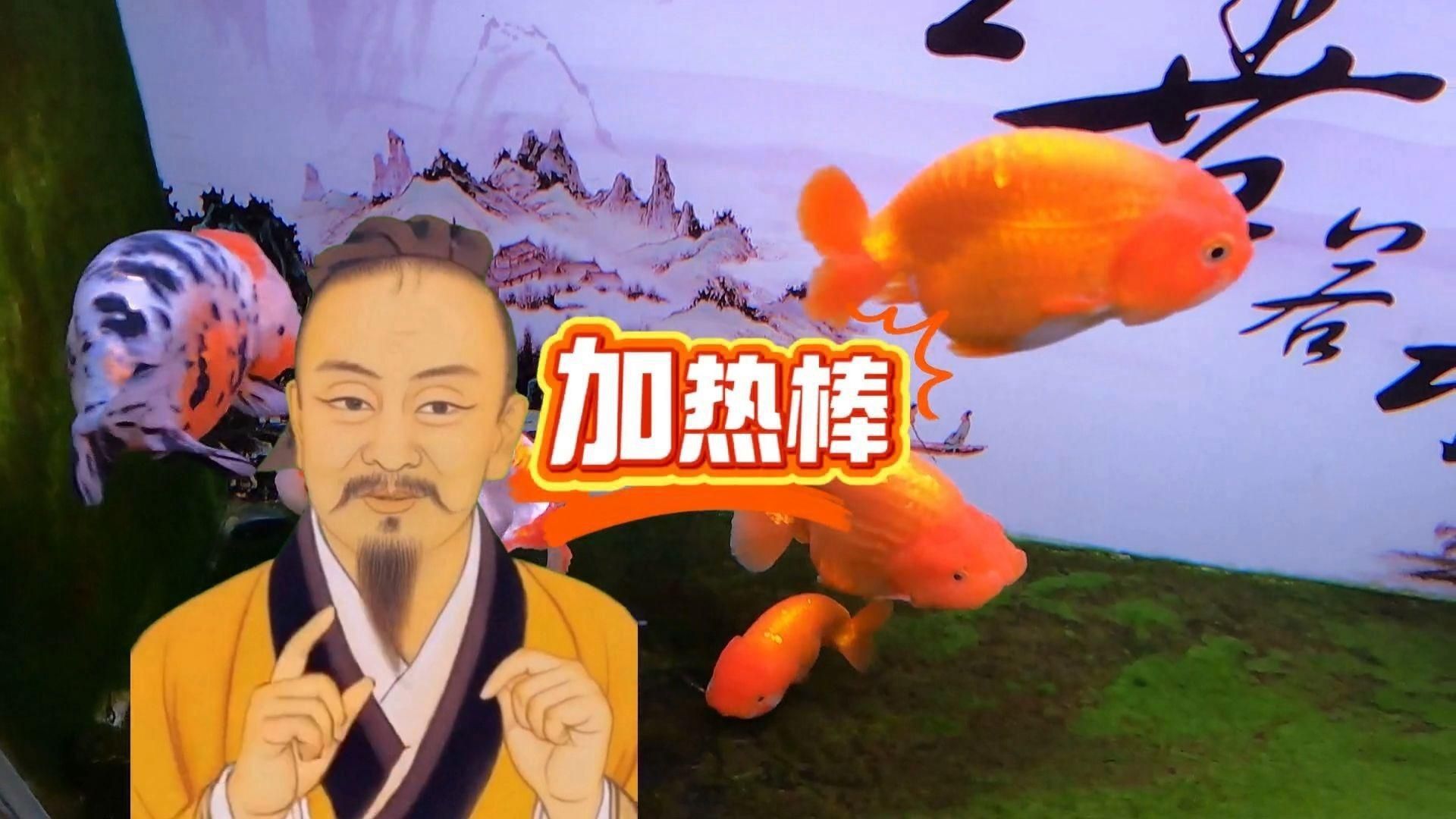 酒紅雷龍需要加熱棒嗎