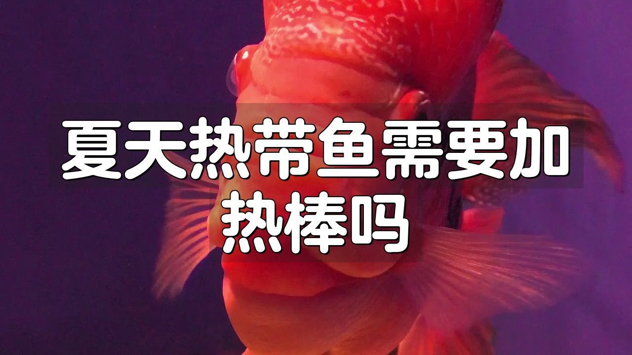 酒紅雷龍需要加熱棒嗎
