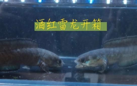 酒紅雷龍需要加熱棒嗎