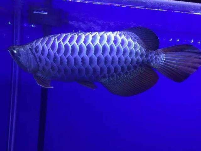 60的魚缸可以養龍魚嗎