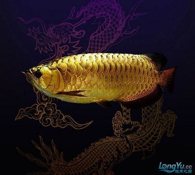 龍魚原產地哪個國家好吃：龍魚的原產地主要包括以下幾個國家，如何辨別龍魚品種真偽