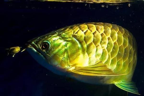 龍魚挑食不吃蝦可以嗎怎么辦：龍魚挑食不吃蝦可以嗎