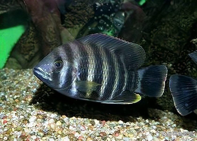 魚充血后需要停食嗎？