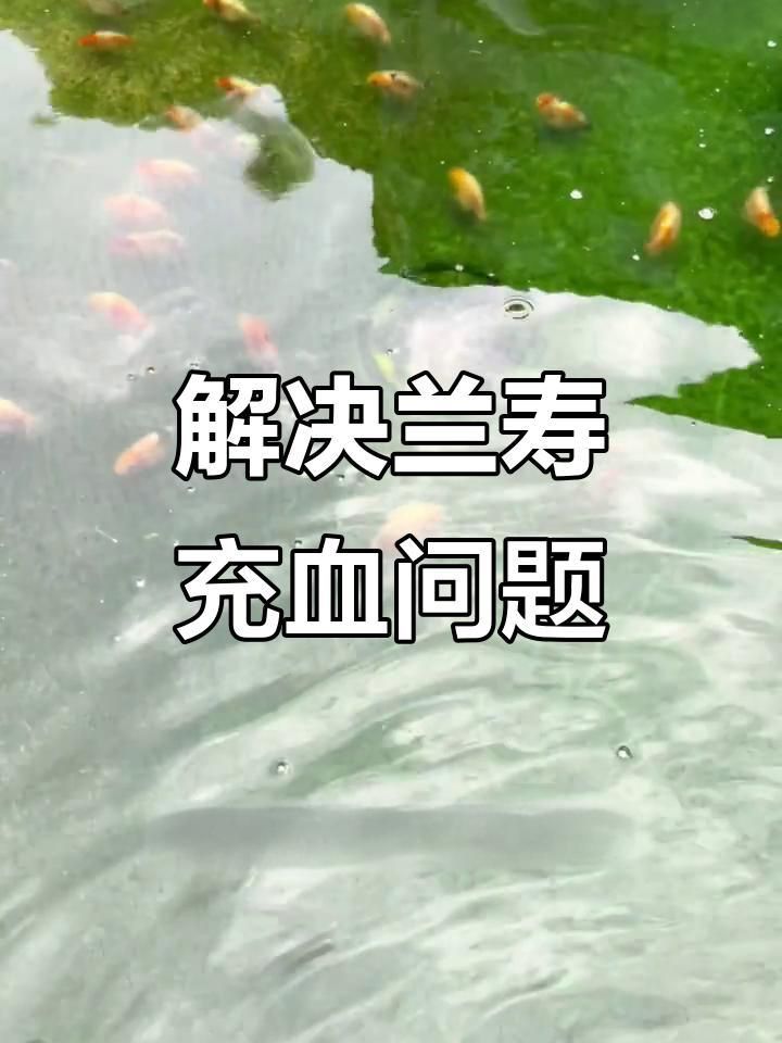 魚充血后需要停食嗎？
