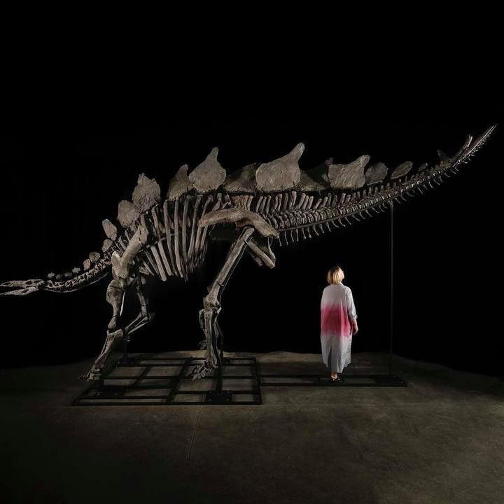 魚龍化石的價值如何評估？