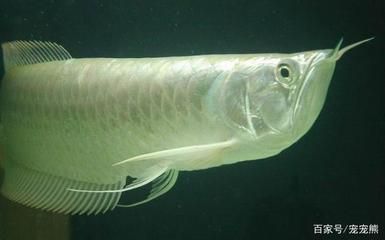 養龍魚的方法有幾種類型：養龍魚的主要方式類型