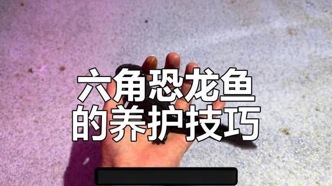 如何預防六角龍疾病
