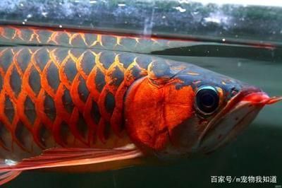 金龍魚從20厘米長到40厘米需要多久？：金龍魚20厘米到40厘米要多久？
