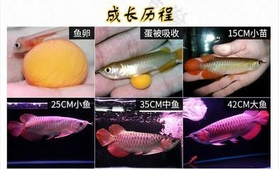 金龍魚從20厘米長到40厘米需要多久？：金龍魚20厘米到40厘米要多久？