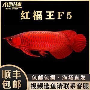 賽級紅龍魚多少錢（賽級紅龍魚的價格）