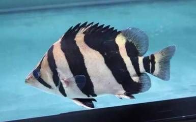 印尼虎魚苗混養注意事項：印尼虎魚混養時需要注意的幾個方面