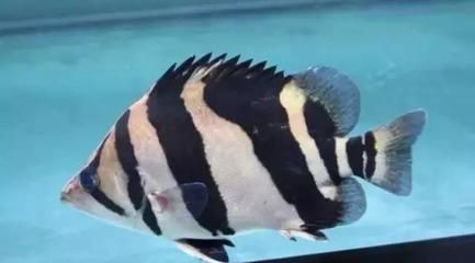 印尼虎魚苗混養注意事項：印尼虎魚混養時需要注意的幾個方面