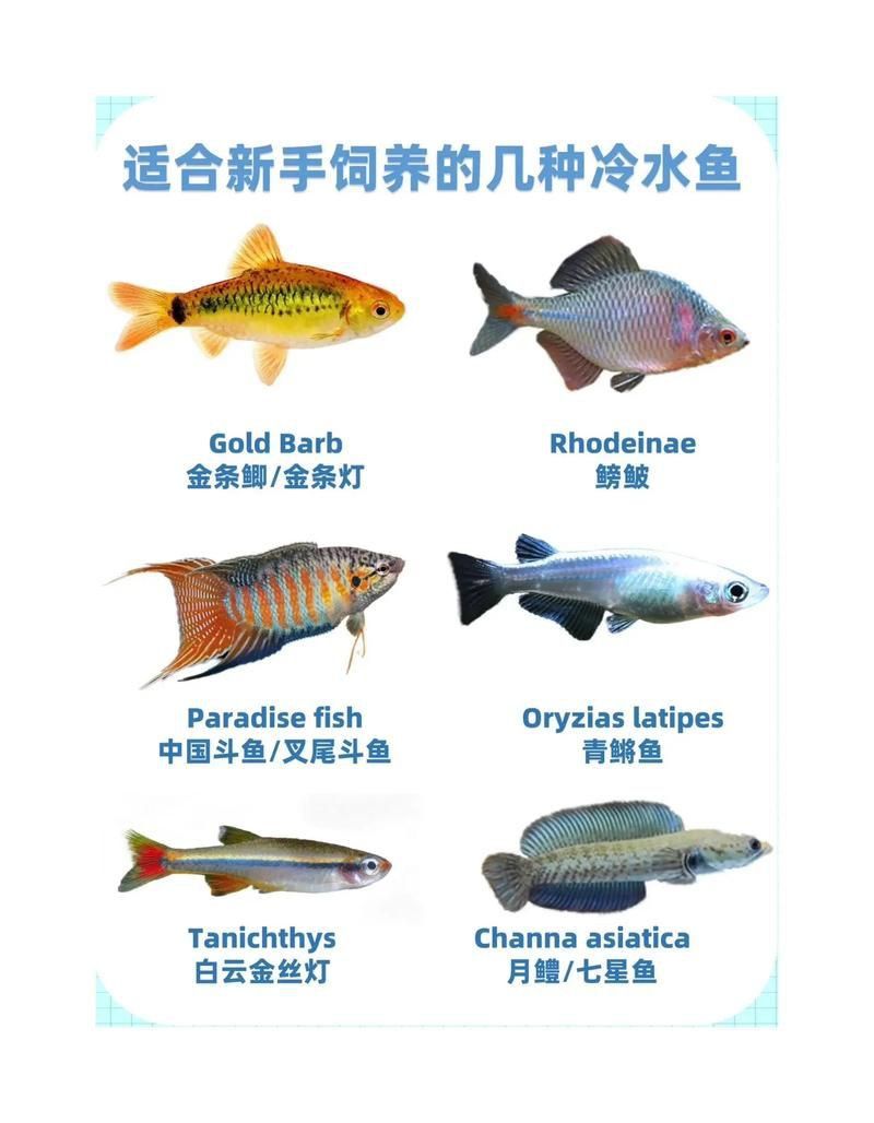 冷水魚大全品種圖片