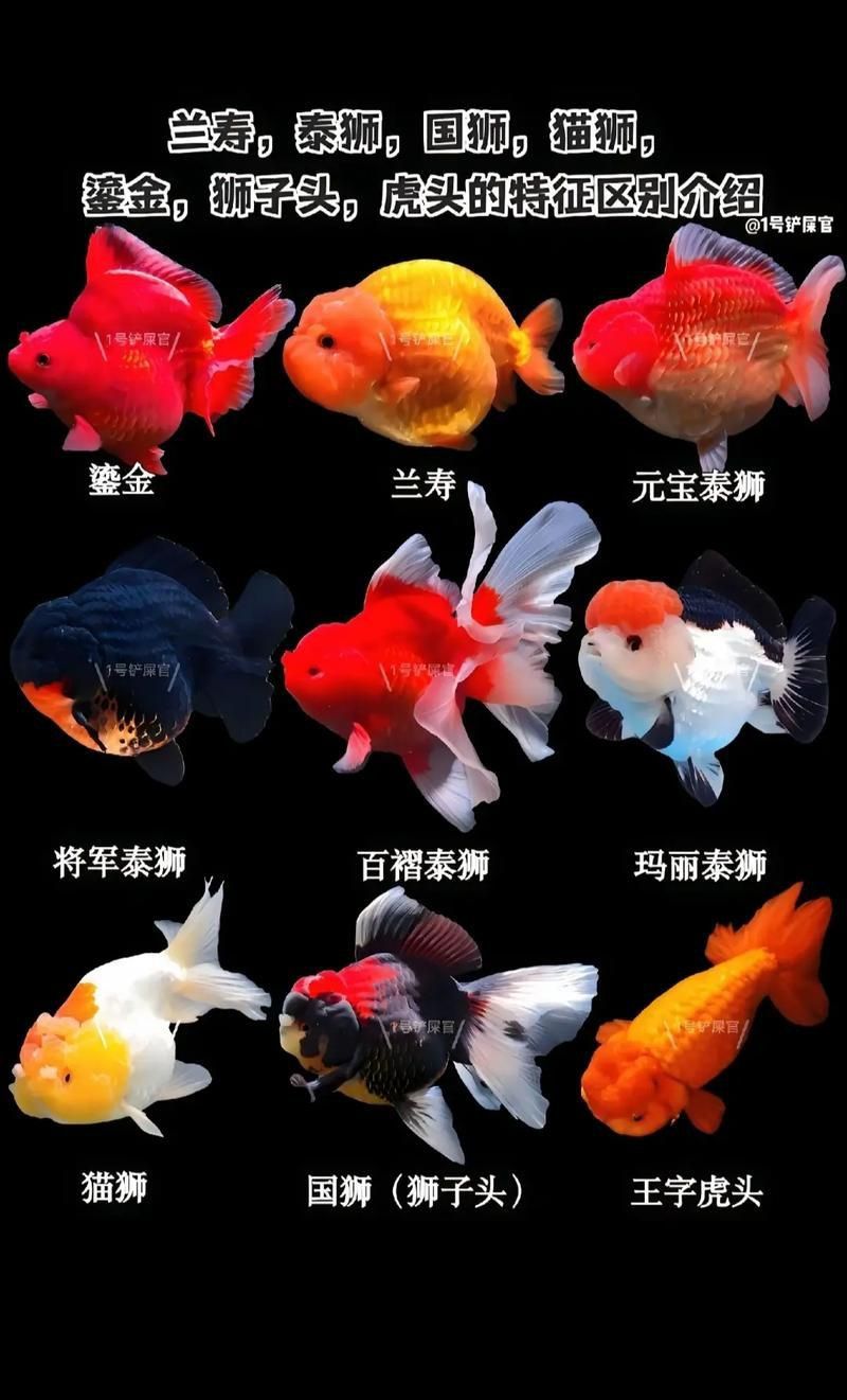 冷水魚大全品種圖片