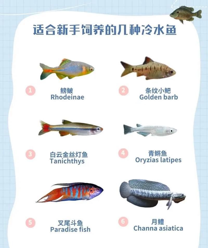 冷水魚大全品種圖片