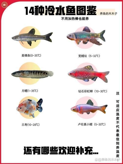 冷水魚大全品種圖片