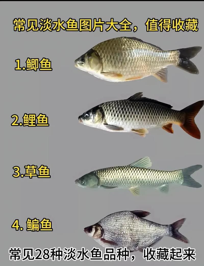 冷水魚大全品種圖片