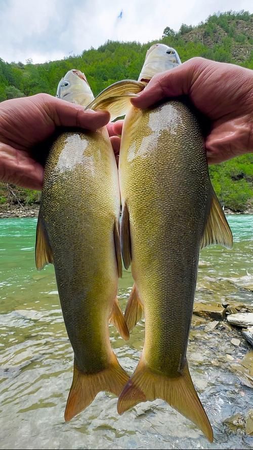 冷水魚大全品種圖片