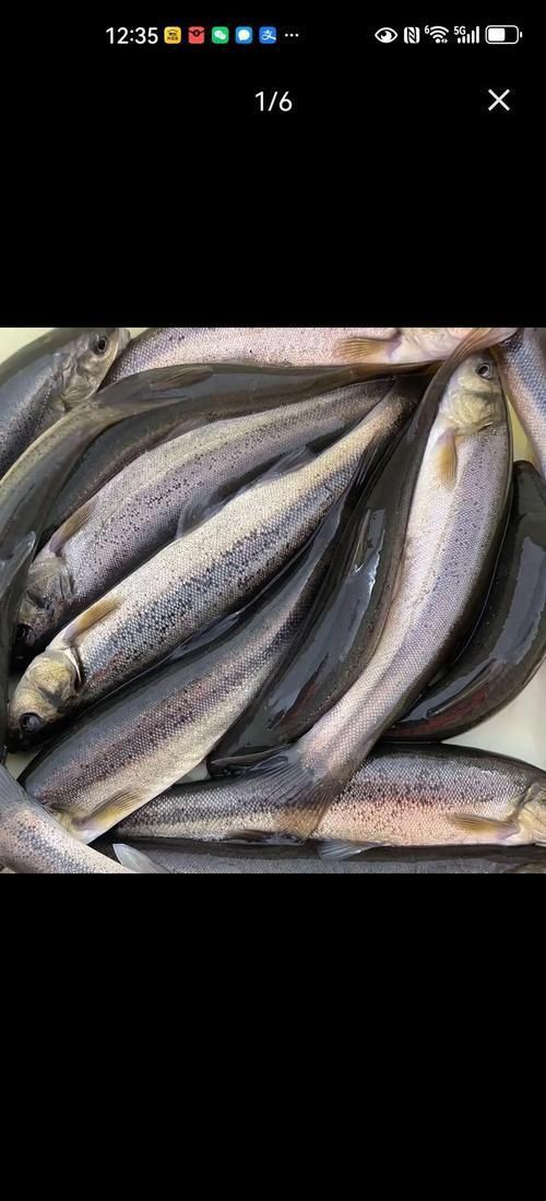 冷水魚大全品種圖片