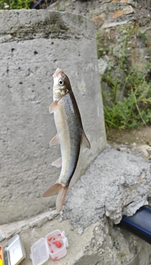 冷水魚大全品種圖片