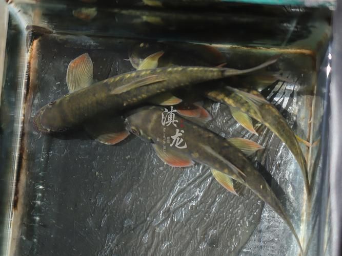 冷水魚大全品種圖片