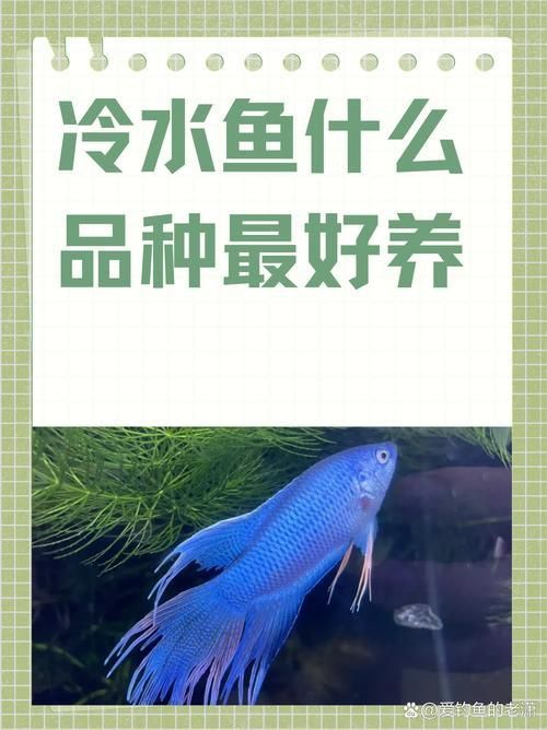 冷水魚大全品種圖片