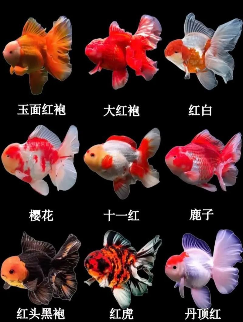 冷水魚大全品種圖片