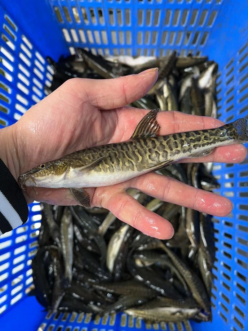 冷水魚大全品種圖片