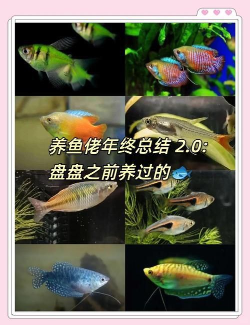 冷水魚大全品種圖片