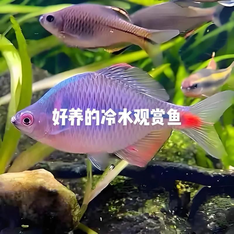 冷水魚大全品種圖片