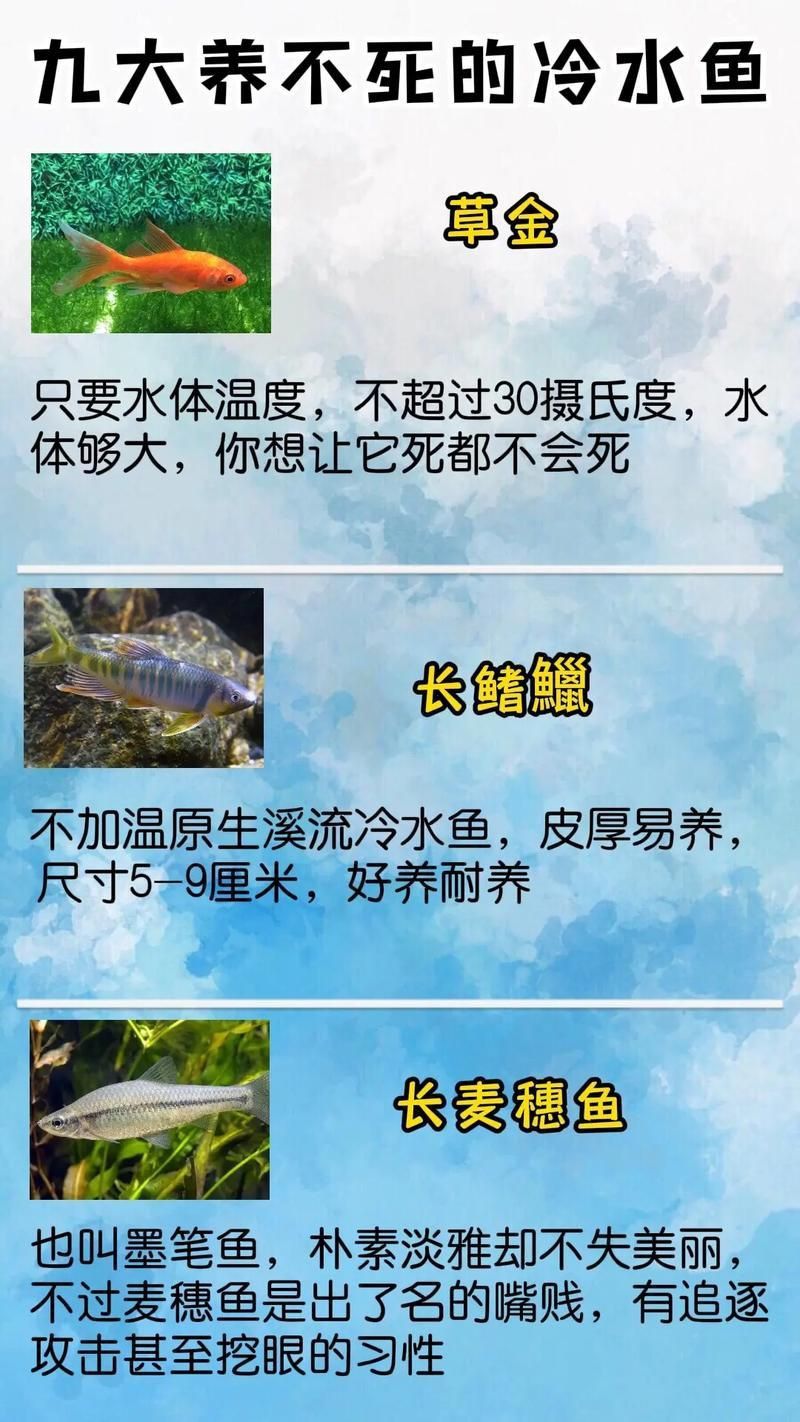 冷水魚大全品種圖片