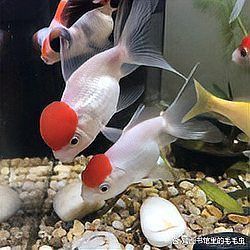 冷水魚大全品種圖片