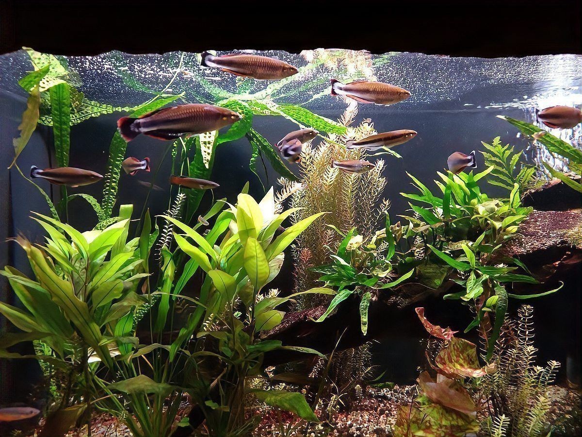 冷水魚大全品種圖片