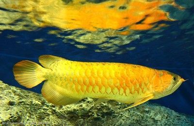 金龍魚動態(tài)壁紙（金龍魚動態(tài)壁紙是一種可以讓您的手機(jī)或電腦更加生動有趣的軟件）