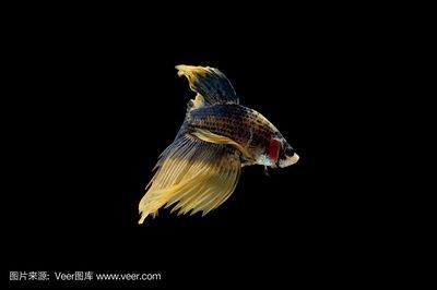 金龍魚動態(tài)壁紙（金龍魚動態(tài)壁紙是一種可以讓您的手機(jī)或電腦更加生動有趣的軟件）