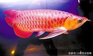 紅龍魚飼養(yǎng)水質(zhì)管理（紅龍魚水質(zhì)管理常見誤區(qū)）