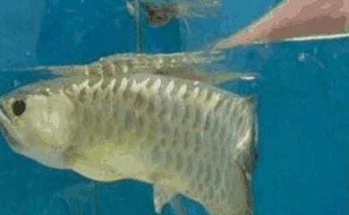 龍魚換魚缸不吃食是怎么回事：龍魚在更換魚缸后不吃食可能由多種因素引起龍魚不吃食