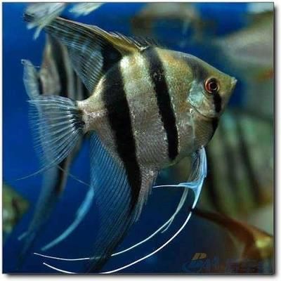 銀龍魚和鸚鵡魚混養吃什么魚食好（銀龍魚和鸚鵡魚混養時選擇合適的魚食非常重要）