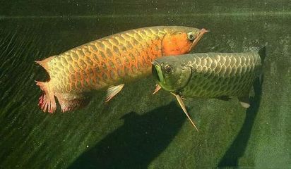 龍魚怕嚇嗎：龍魚容易受到驚嚇的一些原因及其應對策略