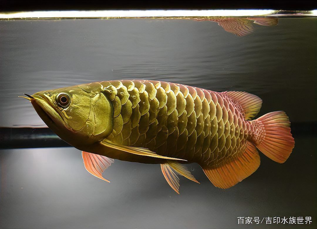 過背金龍繁殖后如何護理雌魚？