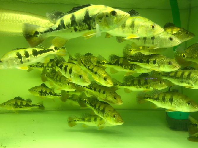 帝王三間和龍魚打架誰贏了啊：帝王三間與龍魚打架案例分析帝王三間與龍魚打架案例分析