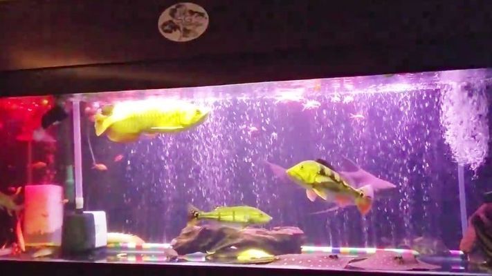 帝王三間和龍魚打架誰贏了啊：帝王三間與龍魚打架案例分析帝王三間與龍魚打架案例分析